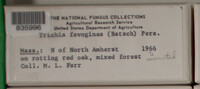 Image Associated With the Occurence